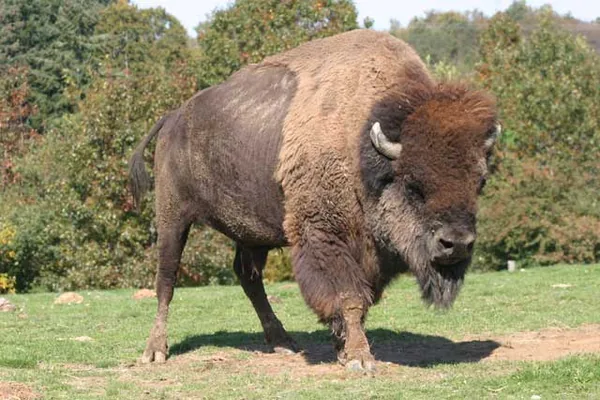 Parc Animalier de Pradinas à Pradinas, Aveyron (12)