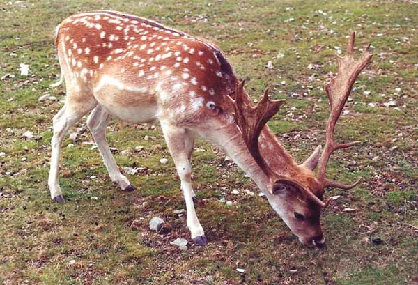 Parc Animalier à Junhac, Cantal (15)