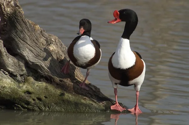 Parc Ornithologique du Pont de Gau à Saintes-Maries-de-la-Mer, Bouches-du-Rhône (13)