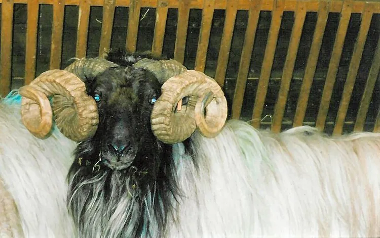 Parc Animalier Etxola à Sare, Pyrénées-Atlantiques (64)