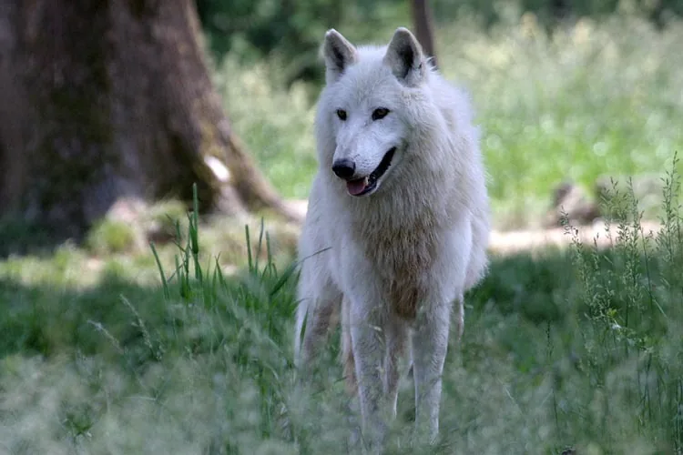 Parc Animalier de Sainte-Croix à Rhodes, Moselle (57)