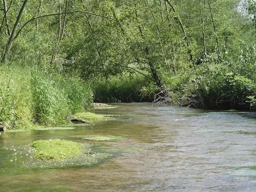Pêche le Roseau de la Haute Vezouze à Blamont, Doubs (25)