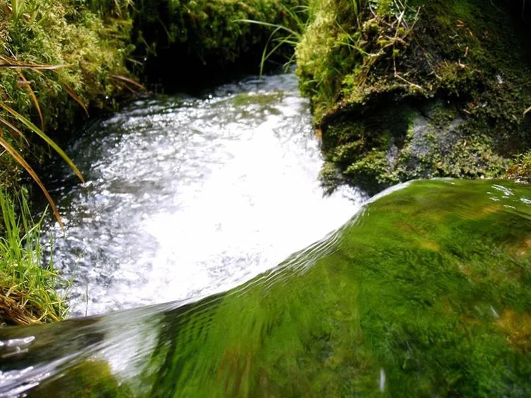 Pêche la Truite de la Verdurette à Reherrey, Meurthe et Moselle (54)