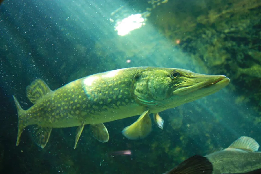 Le plus grand aquarium d'eau douce du Poitou-Charentes 