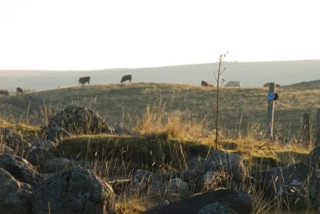 Plateau d'Estive de Badailhac à Vic-sur-Cère, Cantal (15)