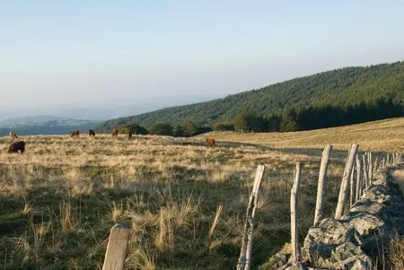 Plateau d'Estive de Saint Clément à Vic-sur-Cère, Cantal (15)