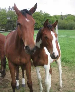Poney-club du Guerrus à La Forest-Landerneau, Finistère (29)