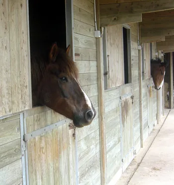 Poney-club du bout du monde à Landunvez, Finistère (29)