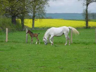 Poney Club Les Risquetout à Le Fête, Côte-d'Or (21)