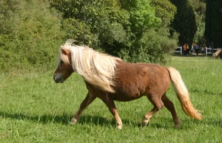 Poney Club Canto Grihet à Beaurecueil, Bouches-du-Rhône (13)