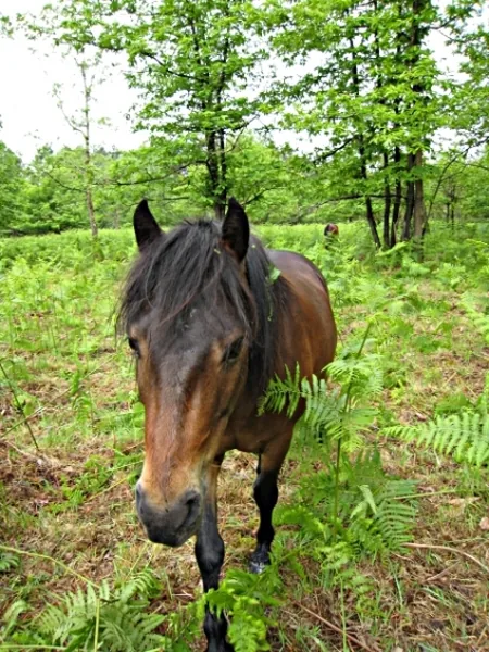 Poney-Club de Bazas à Bazas, Gironde (33)