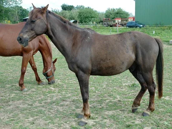 Poney Club la Ferme de Bel Air à Montreuil-le-Gast, Ille-et-Vilaine (35)