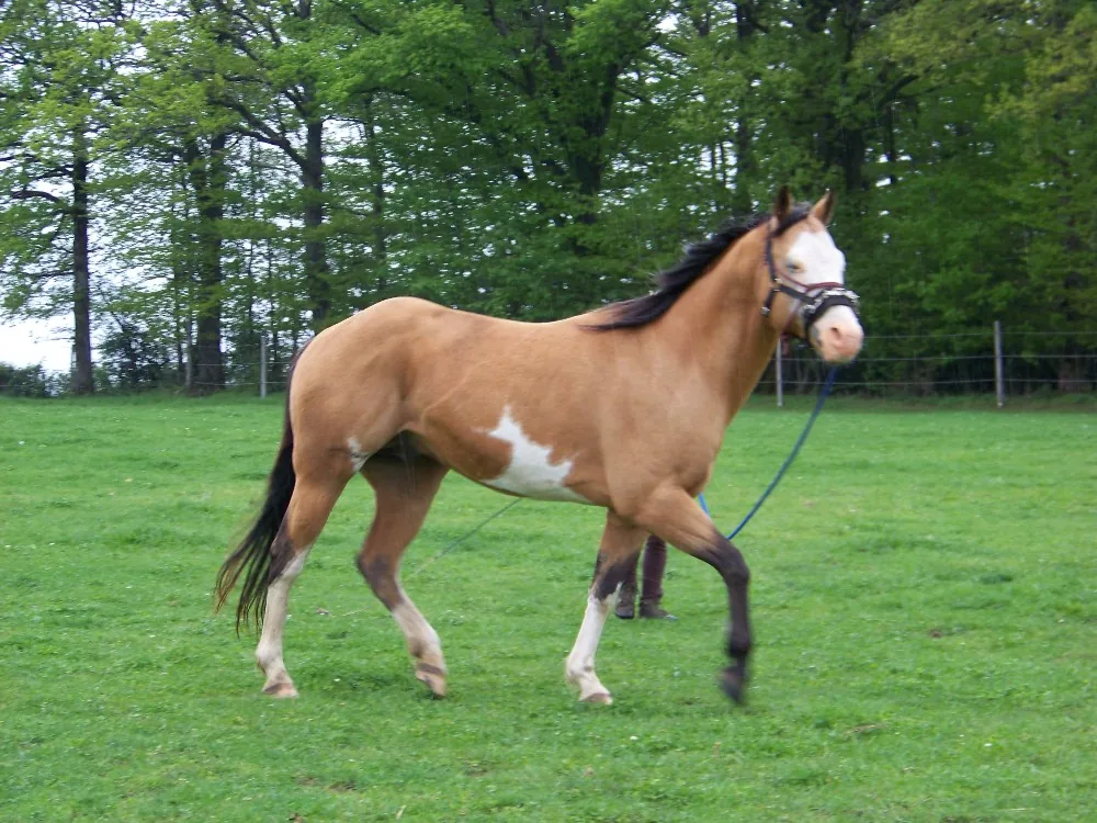 Ranch Flicka à Saint-Sauvier, Allier (03)