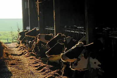 Raconte-moi ta Ferme à Cressy, Seine-Maritime (76)
