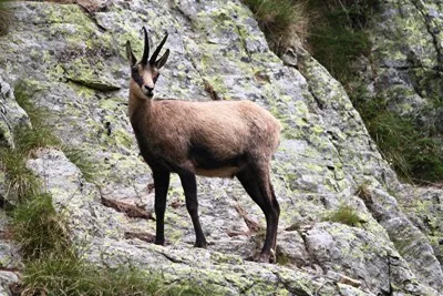 Chamois dans le Mercantour