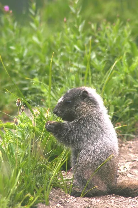 Randonnée  Accompagnée "Les Marmottes en Famille" à Vic-sur-Cère, Cantal (15)