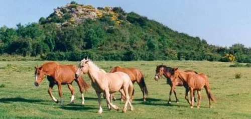Ranch de la Vallée de la Mare à Saint-Gervais-sur-Mare, Hérault (34)