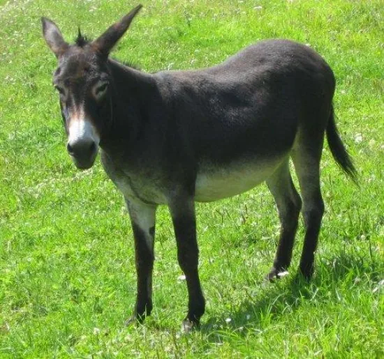Randonnée avec des ânes avec Auprès de mon âne à Villard-de-Lans, Isère (38)