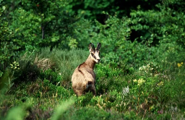 Randonnée  Accompagnée "Des Chamois Sur un Volcan" à Vic-sur-Cère, Cantal (15)