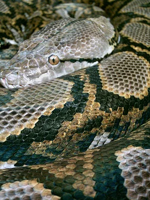 Reptiland à Martel, Lot (46)