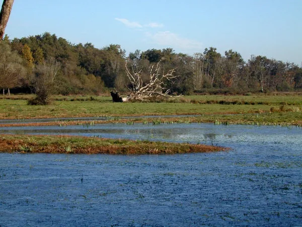 Réserve Naturelle des Marais de Bruges à Bruges, Gironde (33)