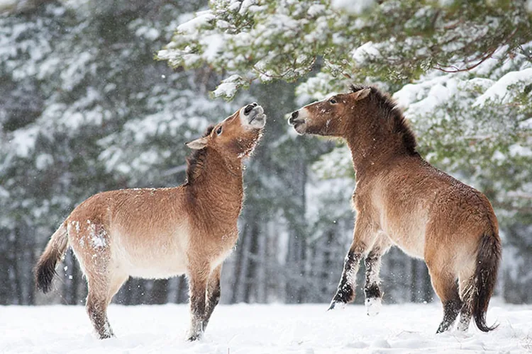 Réserve des Monts d'Azur, Chevaux de Przewalski 
(c)Gérard Navizet / http://gerard-navizet.fr