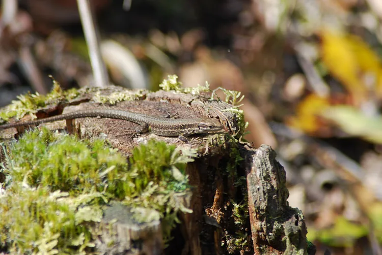 Réserve Naturelle de l'Étang de Cousseau à Lacanau, Gironde (33)