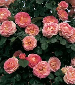 Rosiers d'Argens à Roquebrune-sur-Argens, Var (83)