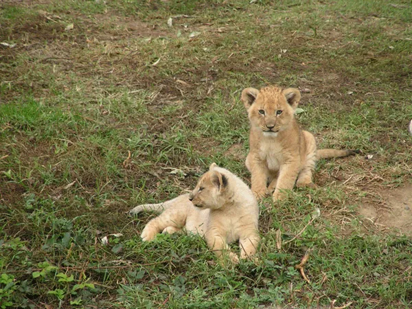 Safari Parc de Haute Saintonge à Guizengeard, Charente (16)
