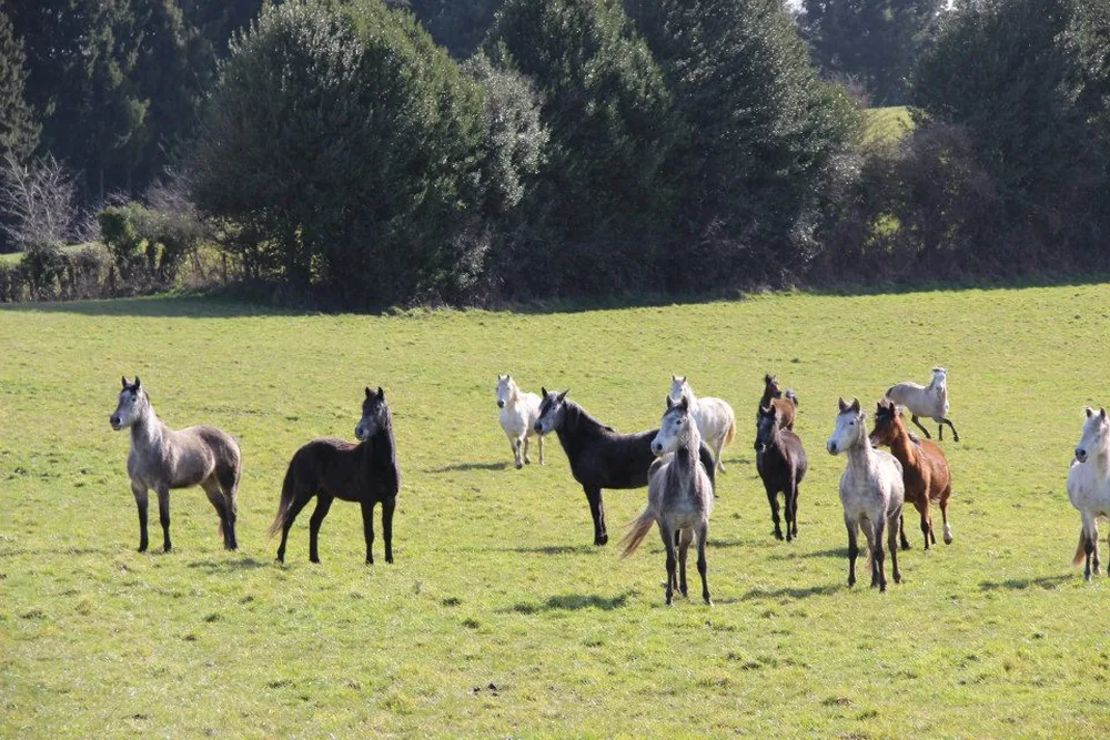 Segala Equitation à Réquista, Aveyron (12)