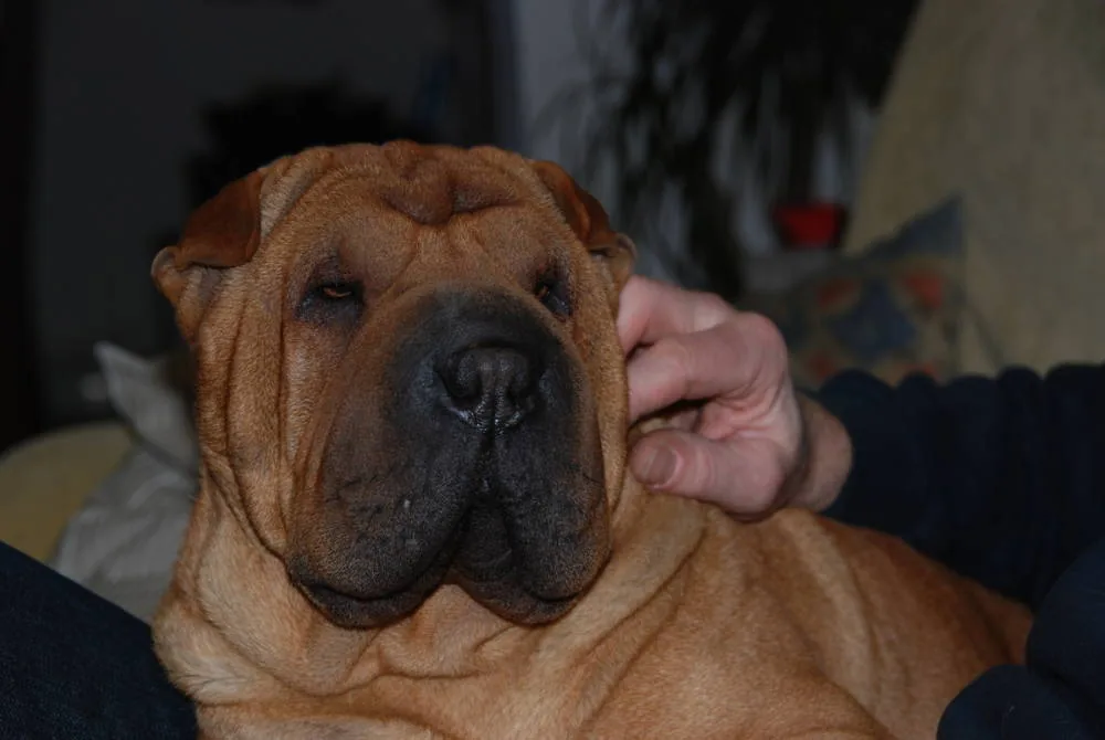 Sharpei Of The Sandskin Domain à Froeschwiller, Bas-Rhin (67)