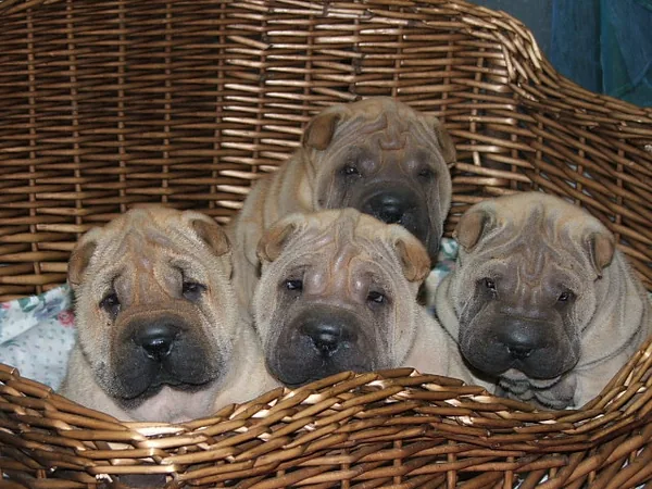 Shar-Pei des Terres d'Arédie à Saint-Yrieix-la-Perche, Haute-Vienne (87)