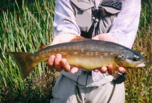 Stages et Séjours de Pêché a la Mouche à Saillant, Puy-de-Dôme (63)