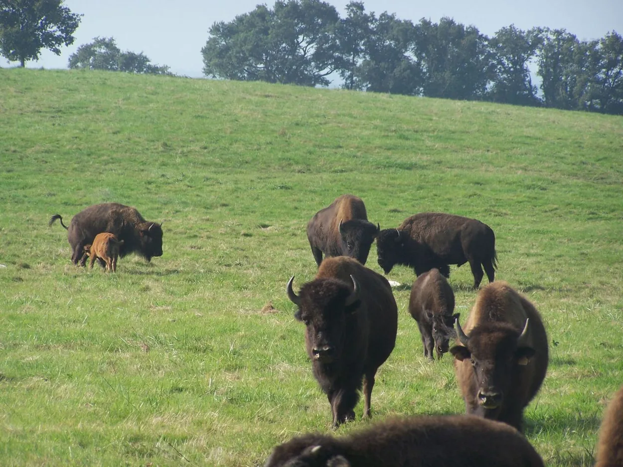 Tatanka - Buffalo Bison - Audes à Audes, Allier (03)