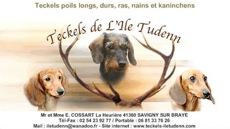 Teckels de l'Ile Tudenn à Savigny-sur-Braye, Loir-et-Cher (41)