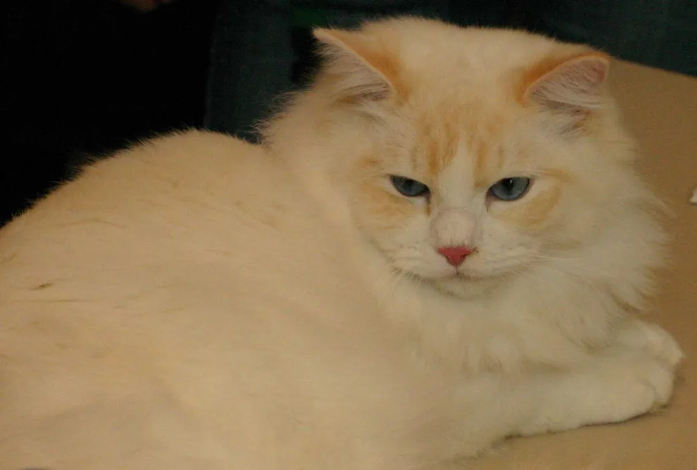 Top Chats Ragdoll à Sarrebourg, Moselle (57)
