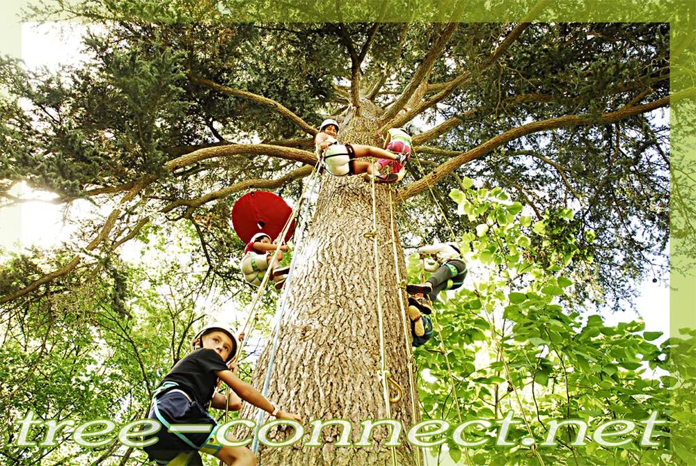 Tree Connect à Saint-Léon-sur-Vézère, Dordogne (24)