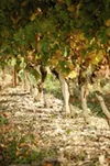 Vignoble Alain Morel à Ventenac-Cabardès, Aude (11)