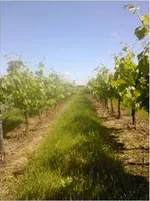 Vignoble Delpit à Saint-Philippe-d'Aiguille, Gironde (33)