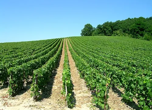 Vignobles Gibelin à Vauvert, Gard (30)