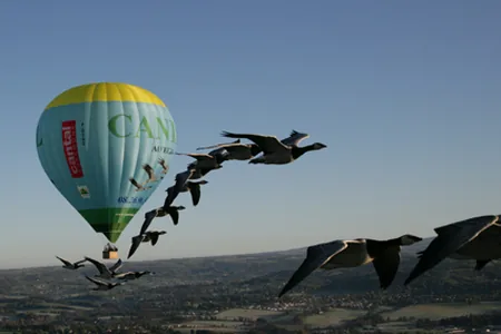 Voler avec les Oiseaux à Saint-Simon, Cantal (15)