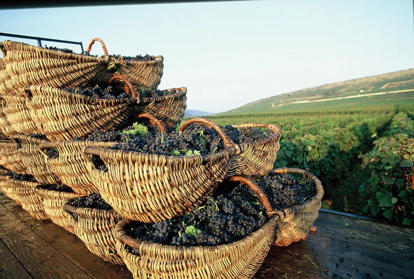Wine and Voyages à Nuits-Saint-Georges, Côte-d'Or (21)