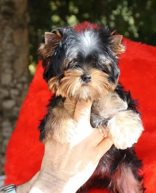 Yorkshire Terriers de 'Elpazeor à Marseille, Bouches-du-Rhône (13)