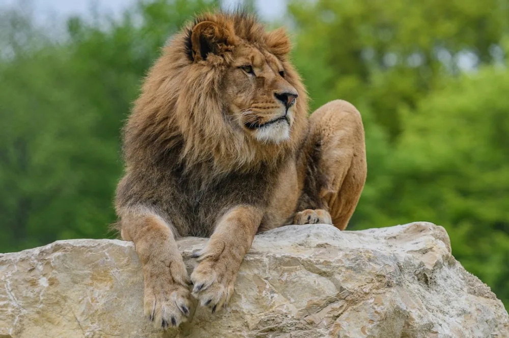 Zoo des 3 Vallées à Montredon-Labessonnié, Tarn (81)