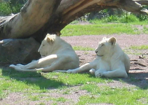 Zoo de Jurques à Jurques, Calvados (14)