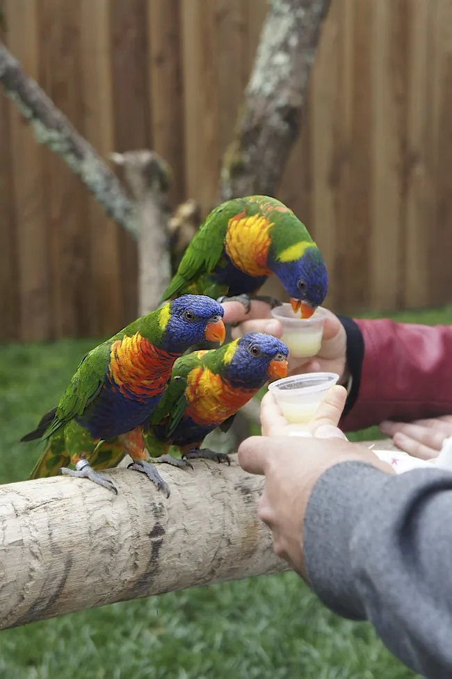 Zoo de Bordeaux-Pessac à Pessac, Gironde (33)