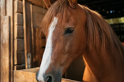 Elevage de Chevaux