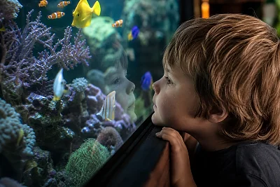 Aquariums en France