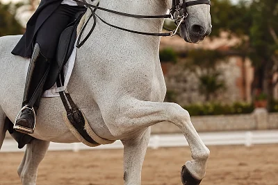 Dressage de Chevaux en France