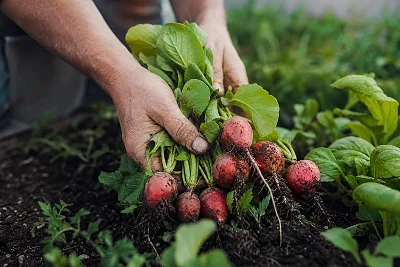 Agriculteur Bio en France